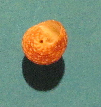 Trochidae 1